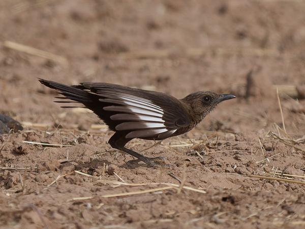 <h3><a href="/trips/gambia/biota/animalia/chordata/aves/040 passeriformes/108 muscicapidae/myrmecocichla aethiops/myrmecocichla aethiops-nl.html">Myrmecocichla&nbsp;aethiops</a> / Anteater&nbsp;chat / Bruine&nbsp;miertapuit</h3>OM-1 Mark II met OLYMPUS M.150-400mm F4.5, 1/2000 sec  bij F4.5, ISO 250, afstand 22.8&nbsp;m